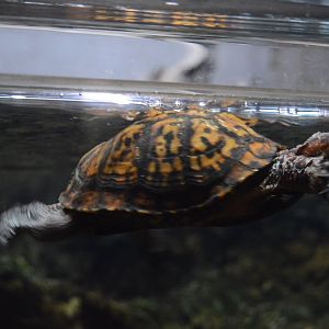 Piedmont and Mountains - Eastern Box Turtle (Terrapene carolina carolina)