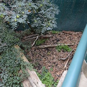 Cypress Swamp Upper Level - Empty Exhibit