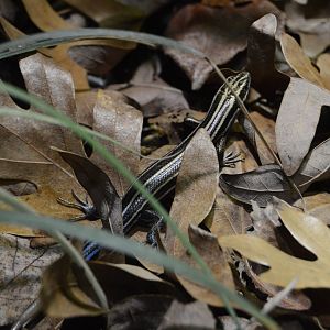 Coastal Plain - Common Five-lined Skink (Plestiodon fasciatus)