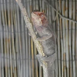 Chameleon ID - Zoo Zajezd