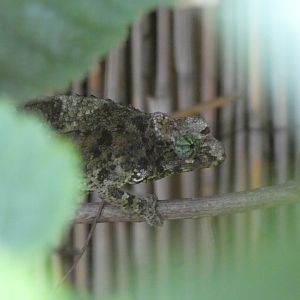 Chameleon ID - Zoo Zajezd