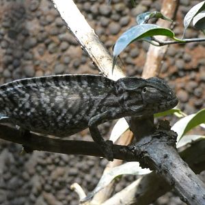 Chameleon ID - Zoo Zajezd