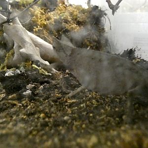 Chameleon ID - Zoo Zajezd