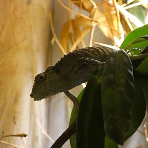 Chameleon ID - Zoo Zajezd