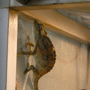 Chameleon ID - Zoo Zajezd