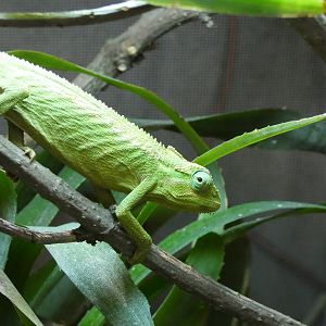 Chameleon ID - Zoo Zajezd