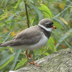 Bird ID - Zoo Dresden