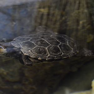 Coastal Plain - Northern Diamondback Terrapin (Malaclemys terrapin terrapin)