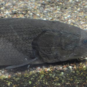 Cypress Swamp - Bowfin (Amia calva)
