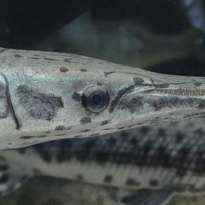 Cypress Swamp - Longnose Gar (Lepisosteus osseus)