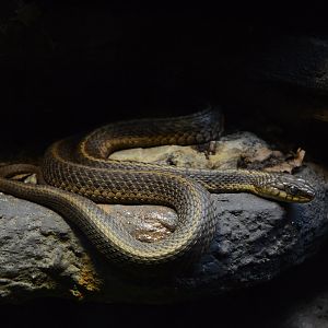 Virginia Underground - Eastern Garter Snake (Thamnophis sirtalis sirtalis)