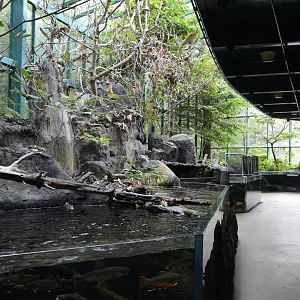 Appalachian Mountain Cove - Overview