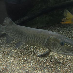 Appalachian Mountain Cove - Muskellunge (Esox masquinongy)