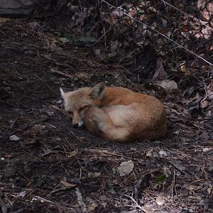 Outdoor Trail - Red Fox (Vulpes vulpes)