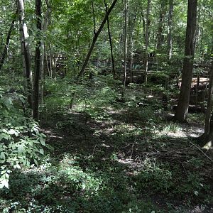 Outdoor Trail - Forest Landscape