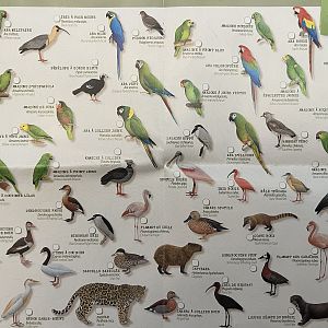 Amazonia Trek Species List - 2021