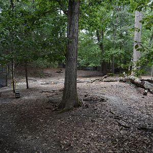 Outdoor Trail - White-tailed Deer (Odocoileus virginianus) Exhibit