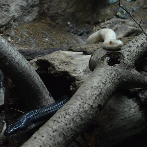 Piedmont and Mountains - Eastern Ratsnake (Pantherophis alleghaniensis)