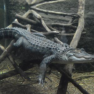 Cypress Swamp - American Alligator (Alligator mississippiensis)