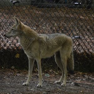 Outdoor Trail - Coyote (Canis latrans)