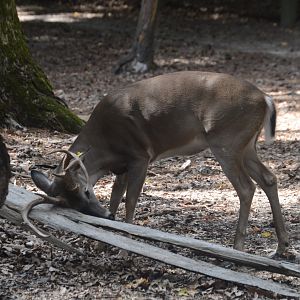 Outdoor Trail - White-tailed Deer (Odocoileus virginianus)