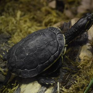 Virginia Underground - Eastern Chicken Turtle (Deirochelys reticularia reticularia)