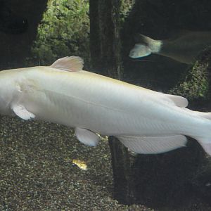 Cypress Swamp - White Channel Catfish (Ictalurus punctatus)