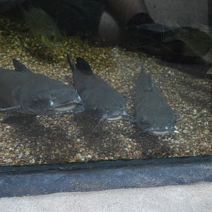 Cypress Swamp - A Trio of Channel Catfish (Ictalurus punctatus)