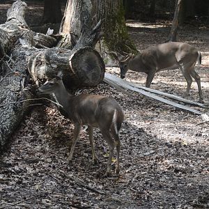 Outdoor Trail  - White-tailed Deer (Odocoileus virginianus)