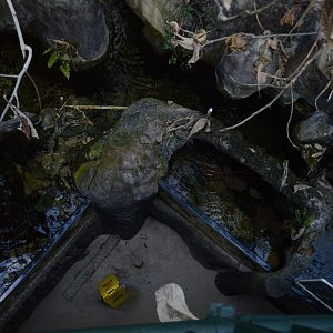 Appaclachian Mountain Cove - Overview