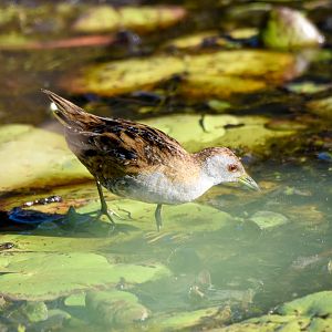 Baillon's Crake