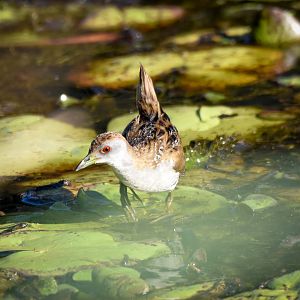 Baillon's Crake