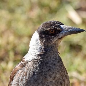 Australian Magpie