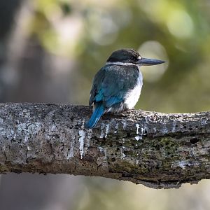 Torresian Kingfisher