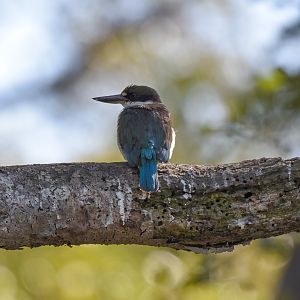 Torresian Kingfisher