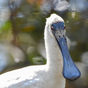 Royal Spoonbill