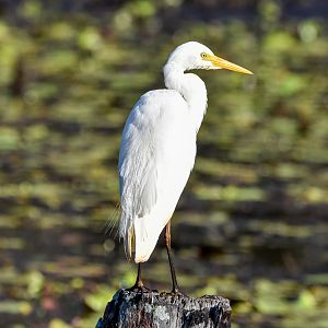 Intermediate Egret