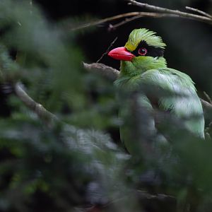 Javan green magpie (Cissa thalassina)