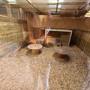 Dik-dik enclosure, Axe Valley