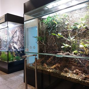 Crocodile lizard and three-horned chameleon