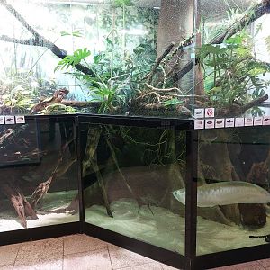 S-American paludarium