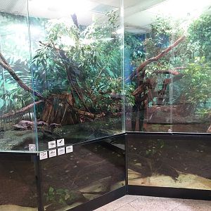 S-American paludarium