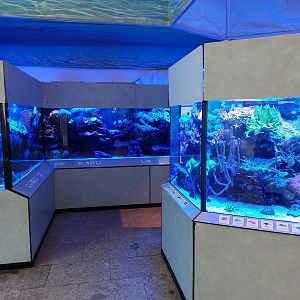 Small coral reef tanks
