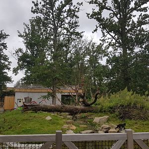 Planckendael zoo Sulawesi Macaque enclosure outside island