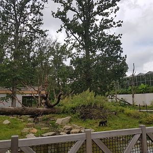Planckendael zoo Sulawesi Macaque enclosure outside island