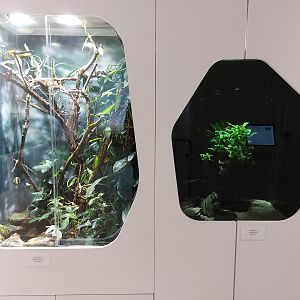 Eyelash viper & shrimps