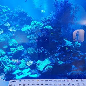 Main coral reef tank