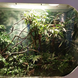 Panther chameleon & giant day gecko