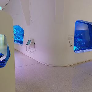 Main coral reef tank