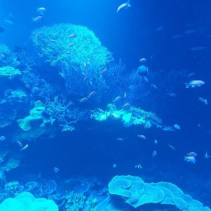 Main coral reef tank